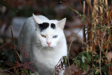 Morningside Odd Eyed Cat Harry Shuldman Flickr