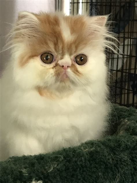 Buy and sell almost anything on gumtree classifieds. Persian Cats For Sale | Hesperia, CA #277026 | Petzlover