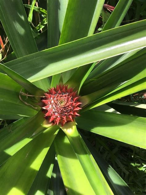 Pineapple | Growing pineapple, Pineapple planting, Pineapple