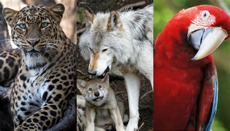 Estos Son Los Animales En Peligro De Extinción En México El Gráfico