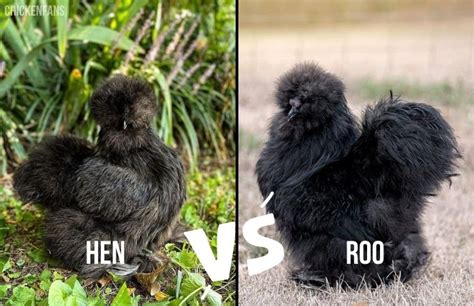 Silkie Rooster Hen Vs Rooster With Pictures Chicken Fans