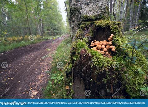 Mushrooms Mushrooms In A Tree Stump Stock Photo Image Of Green