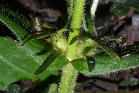 Triosteum Angustifolium Lesser Horse Gentian Go Botany