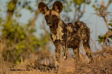 African Painted Dog Fun Facts — Destination Wildlife™