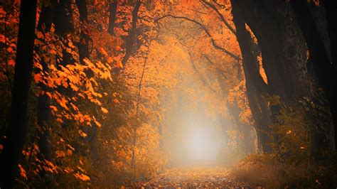 1366x768 Autumn Tree Forest 5k Laptop Hd Hd 4k Wallpapersimages