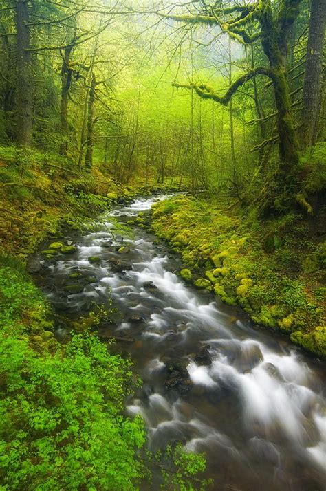 Morning Misty Creek With Images Beautiful Nature Forest Sunset Nature