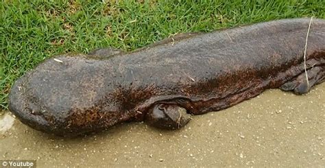 Giant Salamanders Adjudged To Be Critically Endangered By The