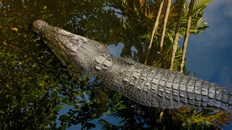 The Return Of Crocodile Rule Abc News