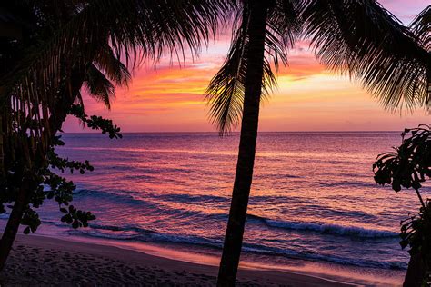 Sunset Coconut Trees On The Beach Cocos Nucifera Tobago West Indies