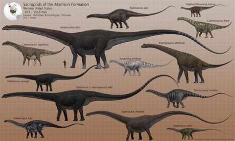 Sauropods Of The Morrison Formation Dinosaur Dinosaur Pictures