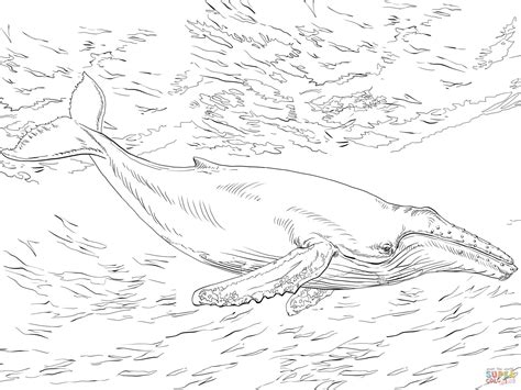 Humpback Whale Coloring Pages Coloring Pages