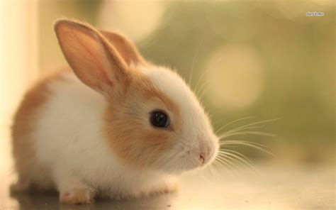 Free Download Cute Bunny Wallpapers X For Your Desktop Mobile Tablet Explore