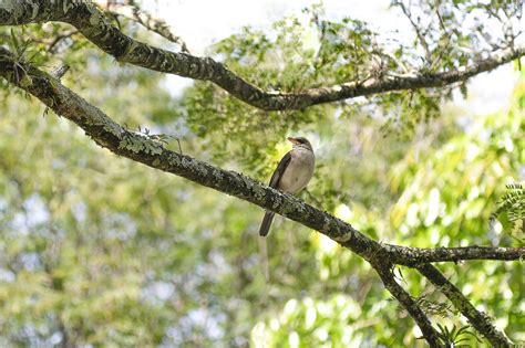 Bird On Tree Branch · Free Stock Photo