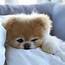Pin By Isabel Marconi On Animals  Cute Puppies World Cutest Dog Boo