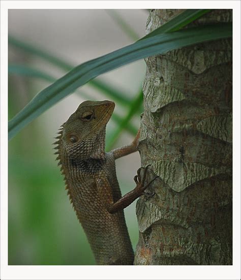 What does cicak mean in malay? cicak mengkarung | uncleAd | Flickr