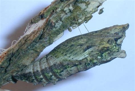 Western Tiger Swallowtail Chrysalis Papilio Rutulus Papilio