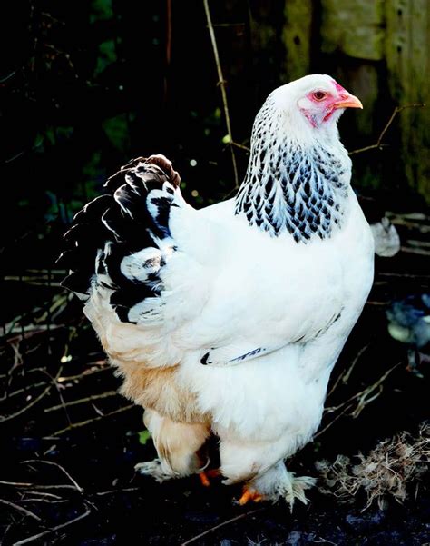 While they may not produce a large, golden shell of deliciousness each and every day, there are some bantam chickens that are. The Top 10 Chicken Breeds for Kids | Chickens backyard ...