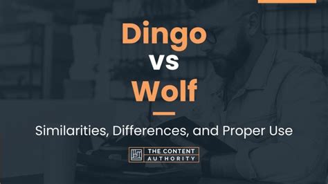 Dingo Vs Wolf Similarities Differences And Proper Use