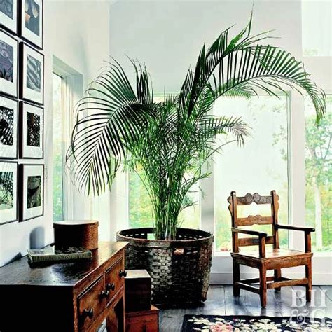 5 Houseplants That Add Humidity To Your Environment Indoor Palm Trees