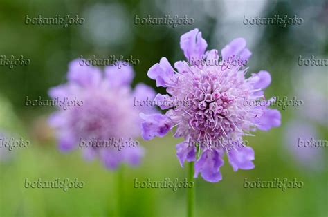 Image Glossy Scabious Scabiosa Lucida 473283 Images Of Plants And