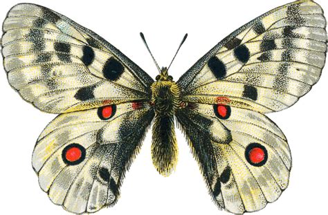 Mariposa Blanca Clássico PNG transparente StickPNG