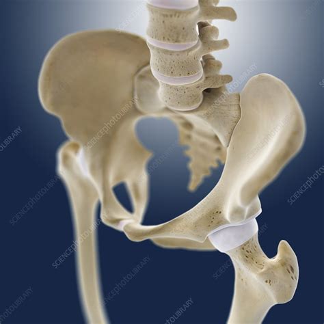 Hip Anatomy Artwork Stock Image C0131424 Science Photo Library