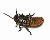 Photos of Dream Of Cockroach