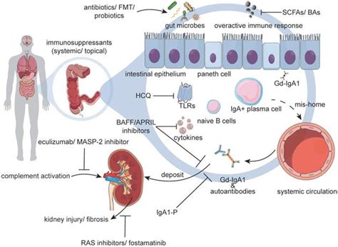 Perspectives On How Mucosal Immune Responses Infections And Gut