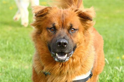 Chow Chow Mixes 28 Different Chow Hybrids With Pictures