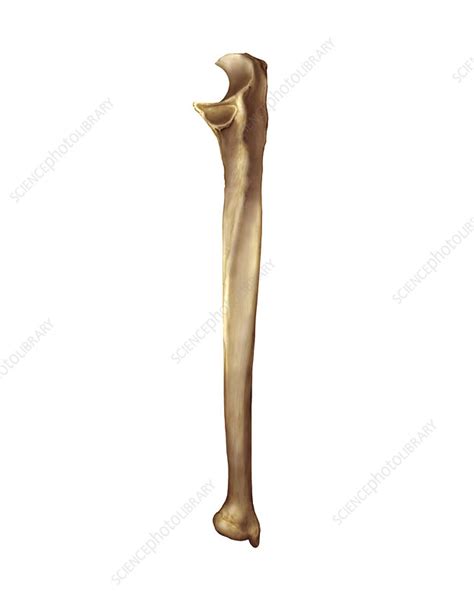 Ulna Bone Artwork Stock Image C0209120 Science Photo Library