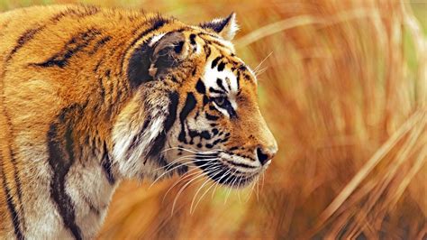 Desktop Wallpaper Bengal Tiger Yellow Grass Hunting Hd Image