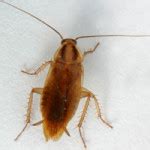 Pictures of Household Pests Texas