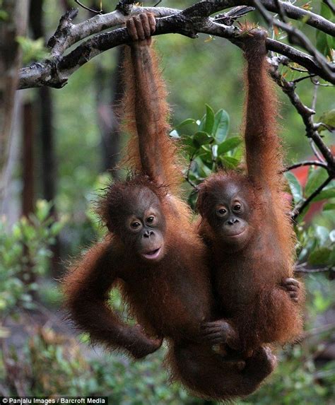 94 Best Rainforest And Jungle Images On Pinterest Monkeys