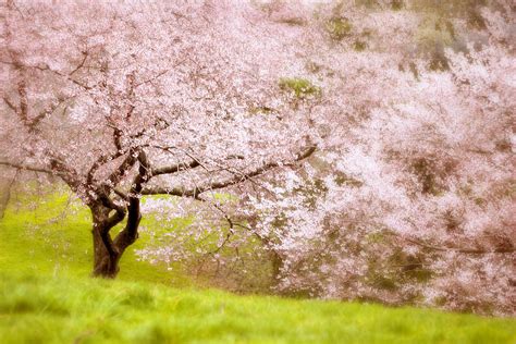 Cherry Blossom Tree Photograph By Jessica Jenney