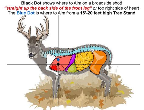 Deer Shot Placement Chart Bow