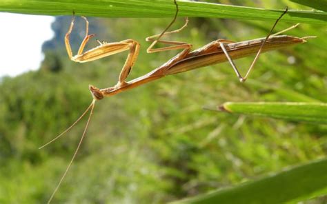 Male Vs Female Praying Mantis What Is The Difference Insectic