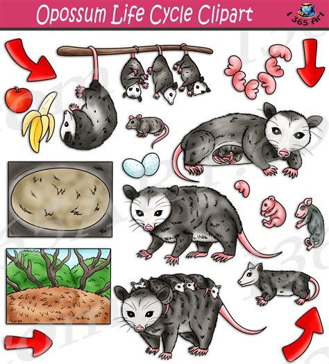 Opossum Life Cycle Clipart Set Download Clipart 4 School