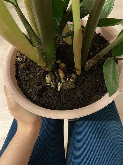Whats Wrong With My Plant Plants