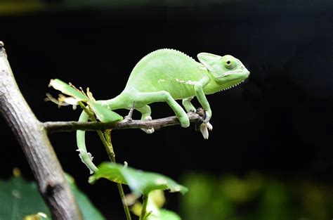 How Big Do Veiled Chameleons Get Reptiles Guide