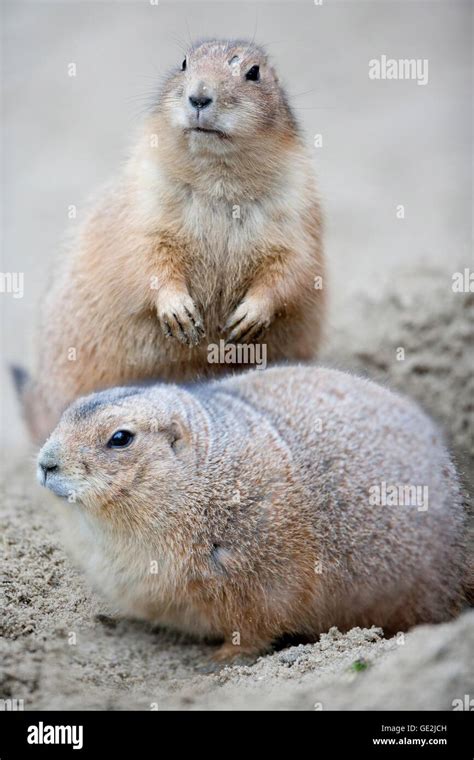 Prairie Dogs Stand Hi Res Stock Photography And Images Alamy