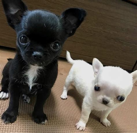 Chihuahua Black And White Dog Pets Lovers
