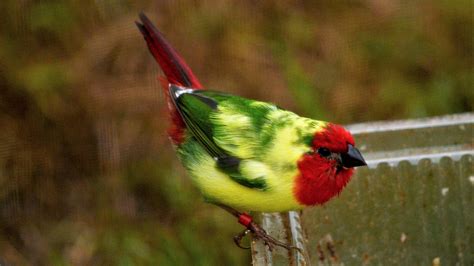Fact Sheet Parrot Finches The Avicultural Society Of Australia