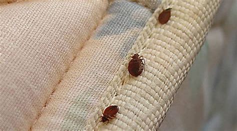 How To Treat Your Bed Bug Infested Couch By Affordable Bed Bug