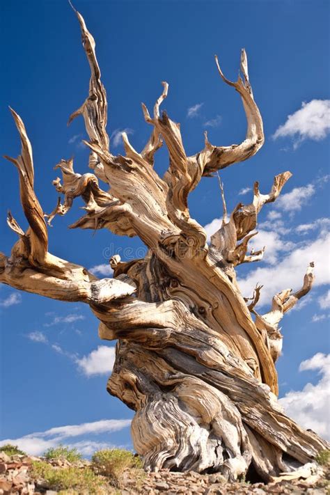 Worlds Oldest Tree The Bristlecone Pine Royalty Free Stock Images