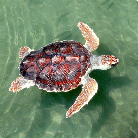 Free Images Water Nature Ocean Wildlife Wild Young Sea Turtle