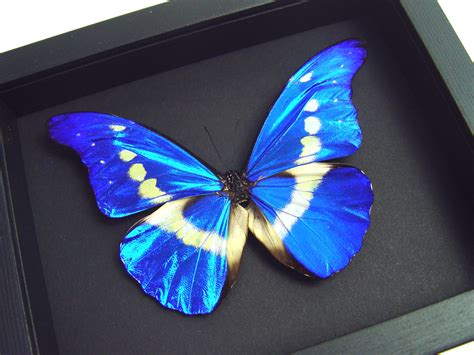 Framed Morpho Butterfly Morpho Rhetenor Helena Blue Morpho