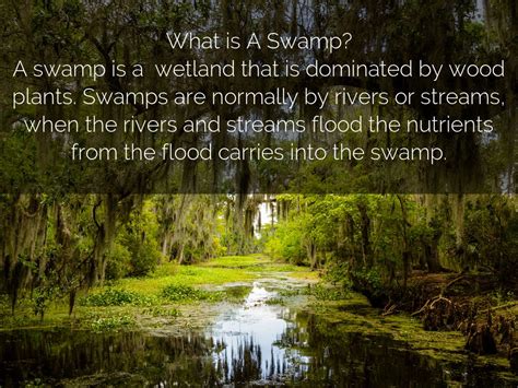 Swamp Meaning