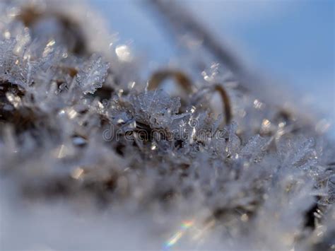 Closeup Of Ice Crystals Frozen In Winter On Plant Stock Photo Image