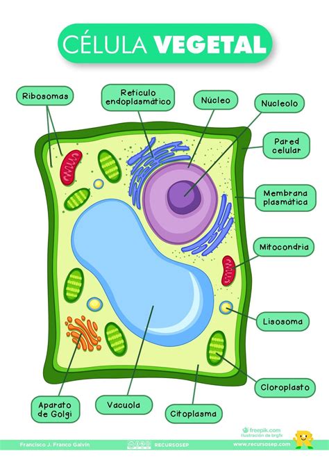 Plant Cell Project Animal Cell Project Cells Project Study Biology