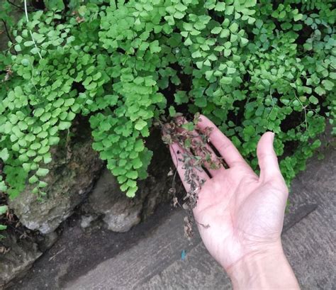 Maidenhair Fern Care Not That Delicate — House Plant Journal Ferns